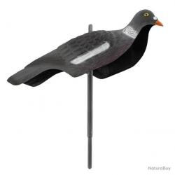 Appelant pigeon anglais - AP114