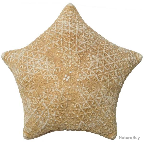 Etoile de mer coussin culcita novaeguineae - 20  25 cm - A l'unit