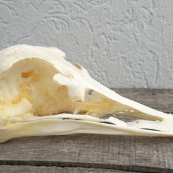 Crâne d'Autruche ; Struthio camelus