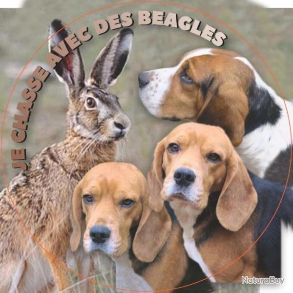 Autocollant Beagle Lievre