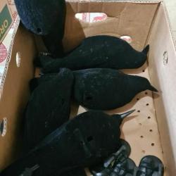 Formes corneilles noires + filet camouflage