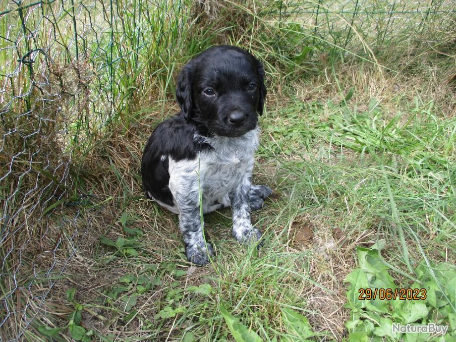 Chiots epagneul breton Epagneuls 10661725