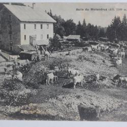 CPA Suisse Asile du Molendruz Vaches