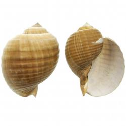 Coquillage tonna galea 15 à 17 cm