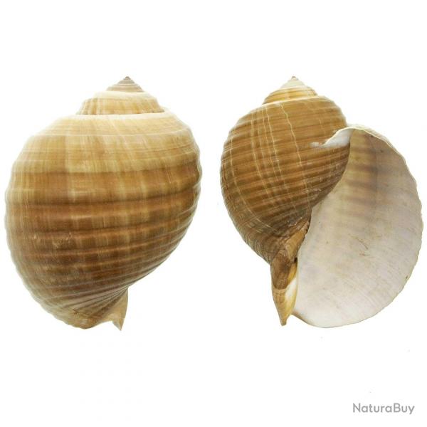 Coquillage tonna galea 15  17 cm