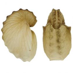 Coquillage argonaute hians 4 à 5 cm