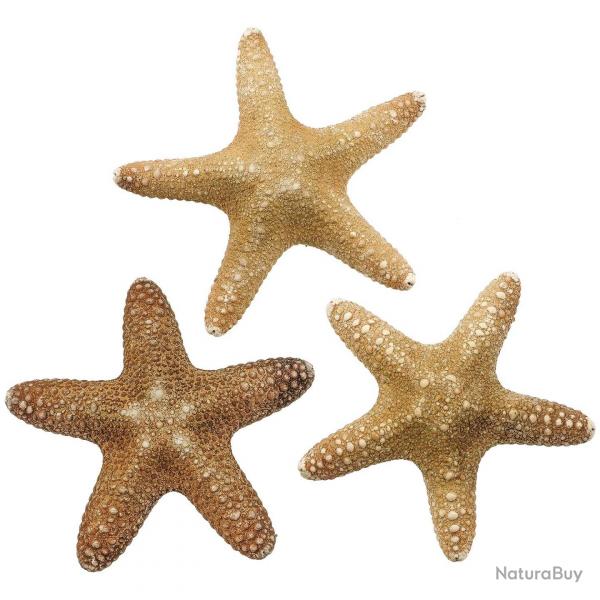 Etoiles de mer pentaster obtusatus 7  10 cm - Lot de 2