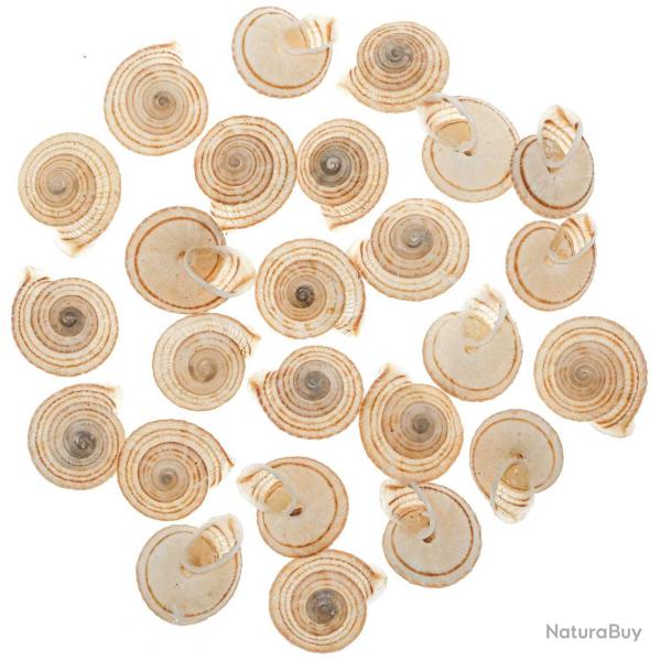 Coquillages obba rata - 2  3 cm - Lot de 6
