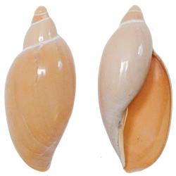 Coquillage sigaluta pratasensis rehder 8 à 10 cm