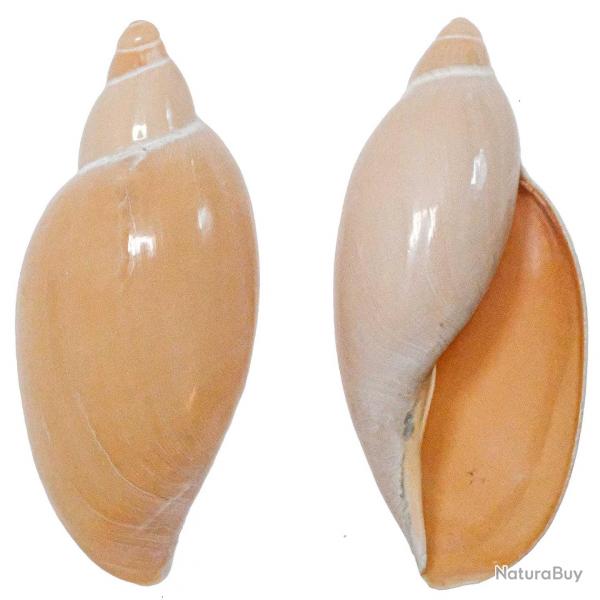 Coquillage sigaluta pratasensis rehder 8  10 cm