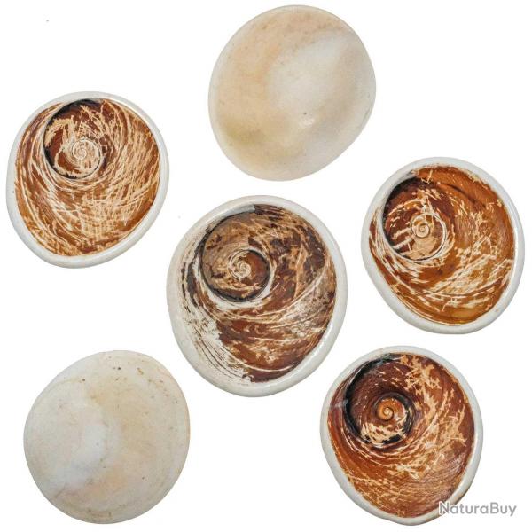 Gros opercule de coquillage oeil de shiva - 6  8 cm - A l'unit