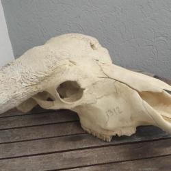 Crâne de buffle du Cap ( caffer ) ; Syncerus caffer #1312