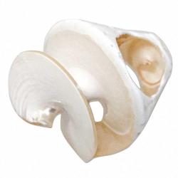 Bague coquillage thatcheria mirabilis spirale nacré 54