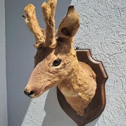 Taxidermie de chevreuil en velours ; Capreolus capreolus #1707(1)