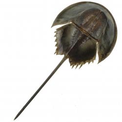 Carapace de limule avec pattes 10 à 12 cm