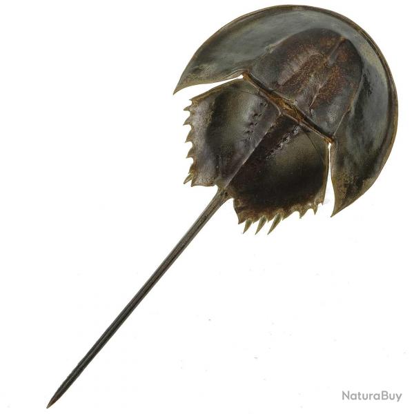 Carapace de limule avec pattes 10  12 cm