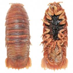 Isopode cirolanidae naturalisé - 10 à 12 cm