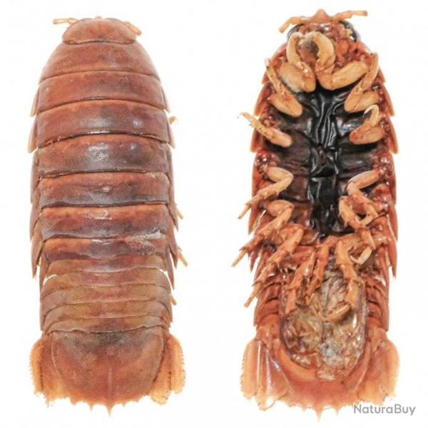Isopode cirolanidae naturalis - 10  12 cm