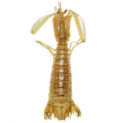 Crevette-mante naturalisée 10 à 14 cm