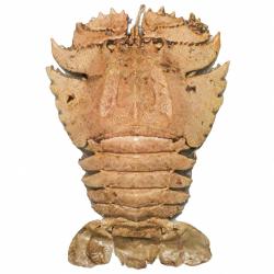 Homard Scyllaridae naturalisé 10 à 12 cm