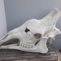 Crâne de Girafe avec CITES d'importation #9