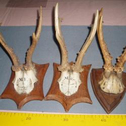 TROIS TROPHEES DE CHASSE MASSACRE DE CHEVREUIL (2 Provenance ALLEMAGNE) a ACCROCHER..