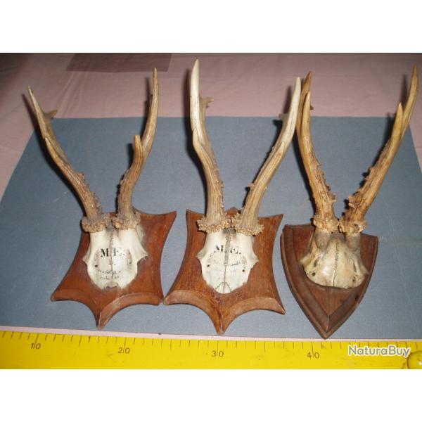 TROIS TROPHEES DE CHASSE MASSACRE DE CHEVREUIL (2 Provenance ALLEMAGNE) a ACCROCHER..