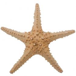 Etoile de mer pentaceraster tuberculatus 25 à 28 cm