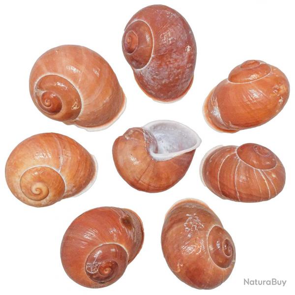 Coquillages helicostyla melanochiela - 4  6 cm - lot de 4