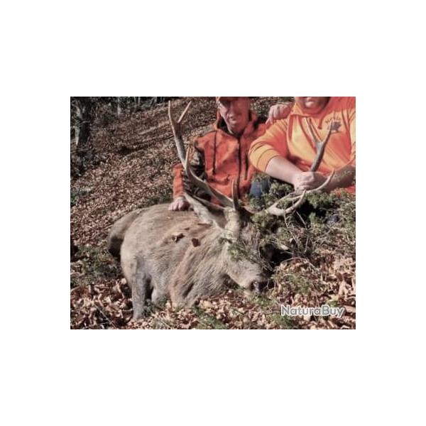 Cerf a l'approche