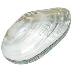 Coffret avec coquillage moule nacrée et plaquage nacre abalone paua 23 x 13 x 6 cm