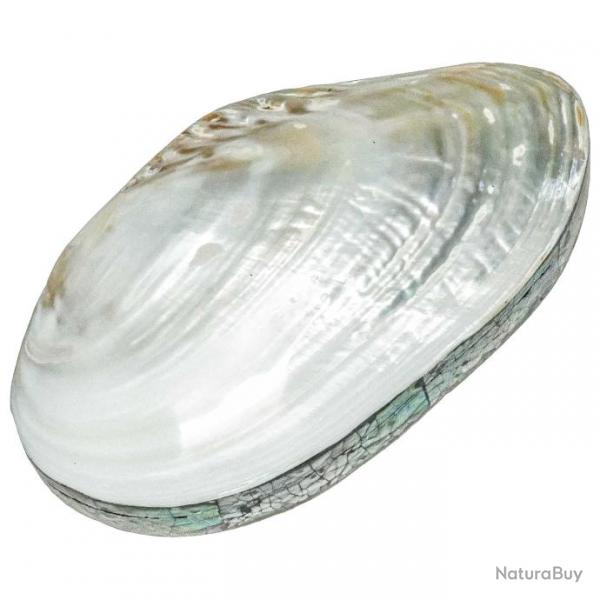 Coffret avec coquillage moule nacre et plaquage nacre abalone paua 23 x 13 x 6 cm