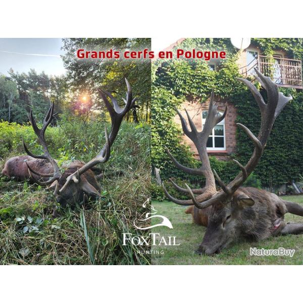 CERFS AU BRAME - LUBIN - POLOGNE