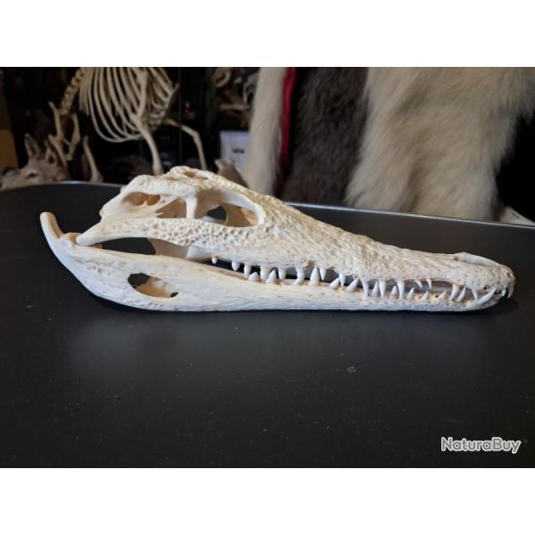 Vrai crne de crocodile du Nil ; Crocodylus niloticus #0411