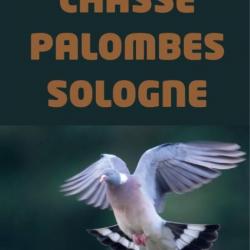 CHASSE PALOMBE SOLOGNE