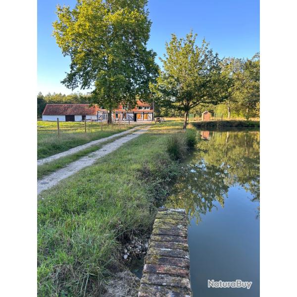 CHASSE PALOMBE SOLOGNE