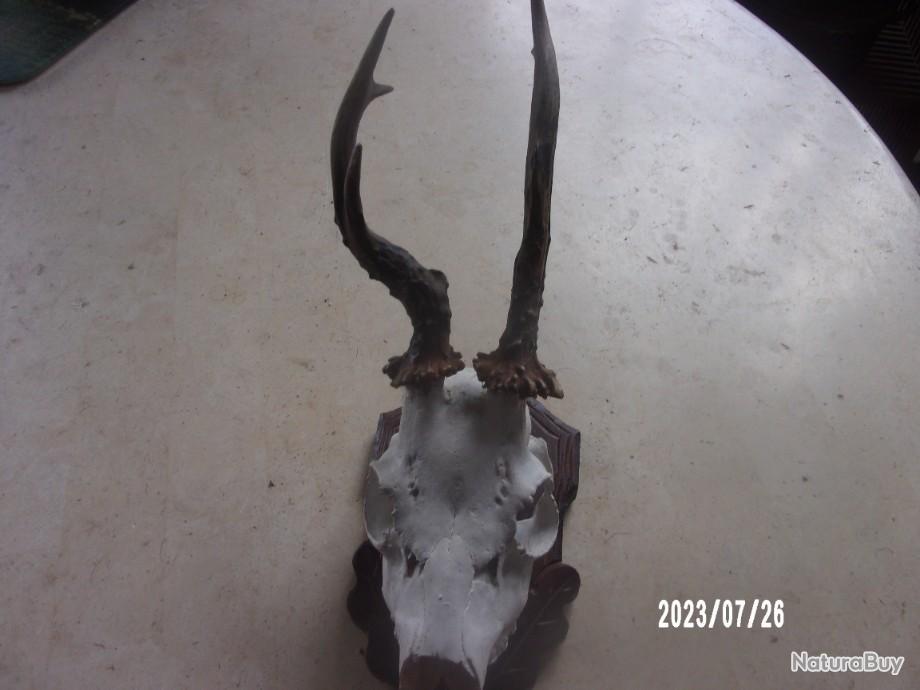 Comment Faire Un Massacre De Chevreuil En Video Massacre de chevreuil tete bizarde - Objets divers (10746389)