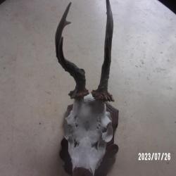 massacre de chevreuil tete bizarde
