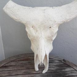 Crâne de buffle du Cap ( caffer ) ; Syncerus caffer #1366