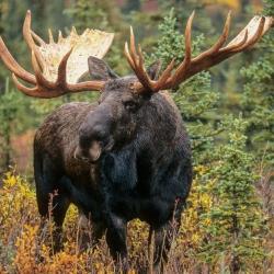 VOYAGE DE CHASSE À L'ÉLAN EN FINLANDE AVEC AUTHENTIC BOREAL