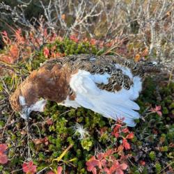 VOYAGE DE CHASSE AUX LAGOPÈDES EN FINLANDE AVEC AUTHENTIC BOREAL