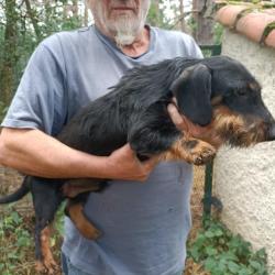 Chiots teckel 10 mois.