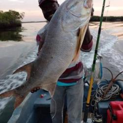 Pêche au Sine et Saloum.  Une aventure magique au coeur du Sénégal!