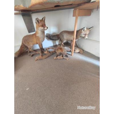 Oreiller Trophée Chasse Au Renard – Neuf Avec étiquette