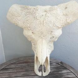 Crâne de buffle du Cap ( caffer ) ; Syncerus caffer #1733