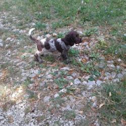 vends 6 chiots wachtelhund LOF ( chien d'oysel allemand )
