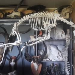 Squelette de Springbok ; Antidorcas marsupialis