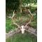 petites annonces chasse pêche : MASSACRE CERF 14 cors