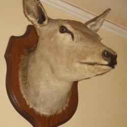 tête de biche naturalisée