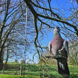 Balancier Monocorde palombe pigeon